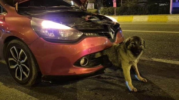 Kendisine çarpan otomobilin tamponuna sıkışan köpeği itfaiye kurtardı