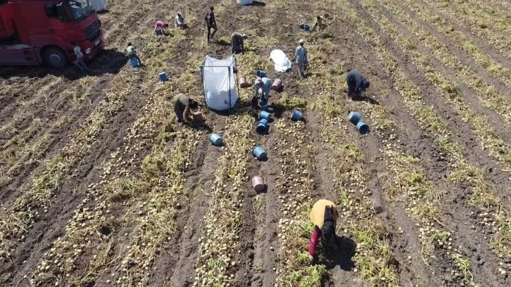 Kışlık 'agria' cinci patateste hasat başladı