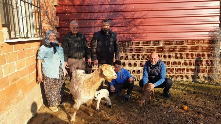 Koca köyü ayağa kaldıran ilginç doğum! Herkes keçinin yavrusu kuzuyu görmek için ahıra akın ediyor