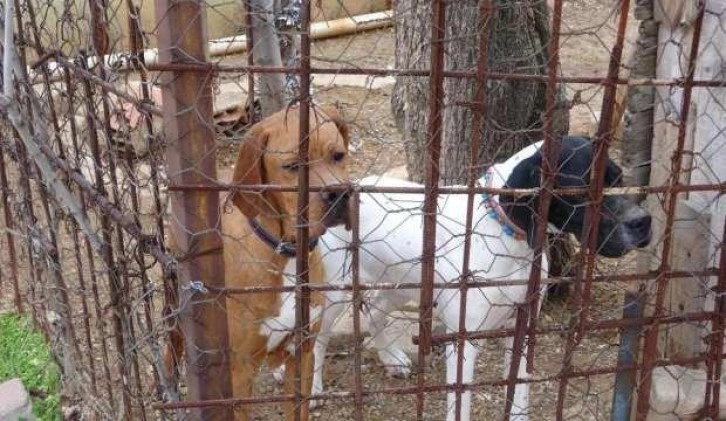 Komşuların köpek kavgasında kan aktı; 1 ağır yaralı