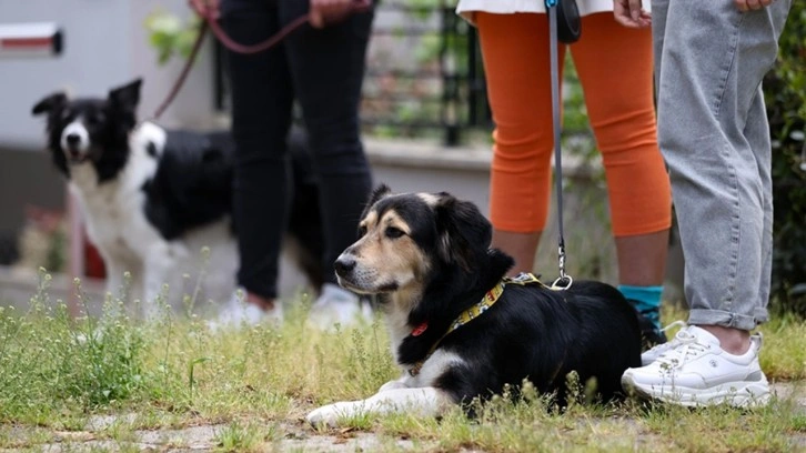 Köpek gezdirerek para kazanıyorlar