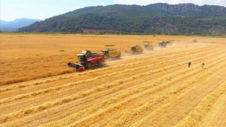 Kurban Bayramı tatilinde hububat alımına devam edilecek