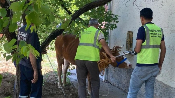 Kurban Bayramı'nın ilk kaçağı: Sahibinin kaburgasını kırdı