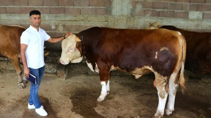 Kurbanlık alacaklara önemli uyarı!