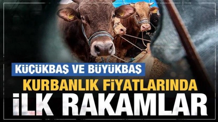 Kurbanlık fiyatları belli oluyor! 2022 büyükbaş ve küçükbaş kurbanlıklar ne kadar olacak?