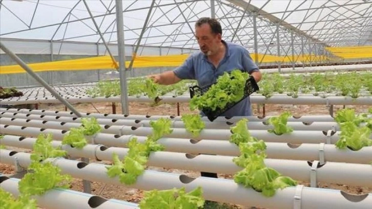 Kurdukları serada topraksız tarımla marul üretiyor