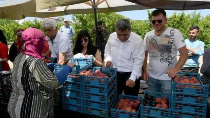 Kuşadası’nda İspanyol Şeftalisi'nin hasadına başlandı