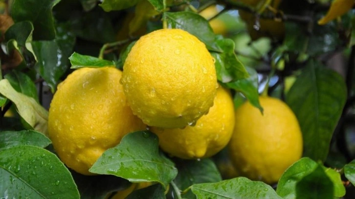 Limon, üreticide ucuz markette pahalı