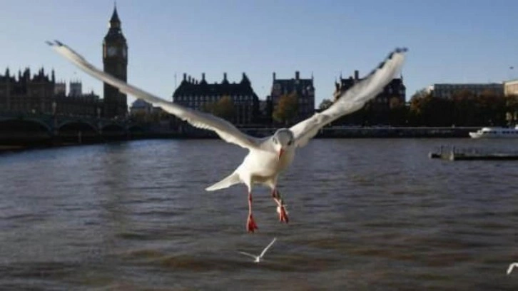 Londra'da 'katil martı' paniği