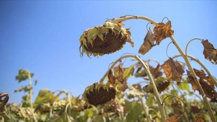 Malatya'da bu sezon 6 bin ton çerezlik ayçiçeği yetiştirilecek