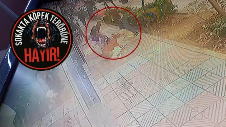 Manisa’da başıboş pitbull dehşeti: Anne, kızı ve sahipli köpeklerine saldırdı!