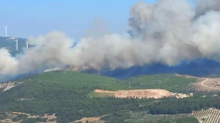 Manisa'da orman yangını