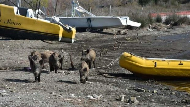 Marmaris'te yaban domuzları sahile indi