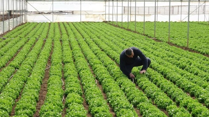 Marul da uçtu! Seradaki ile marketteki fiyatın farkına bakın pes!