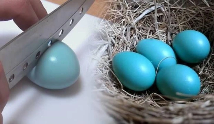 Mavi yumurtanın faydaları nelerdir? Protein deposu mavi yumurtanın normalinden farkı...