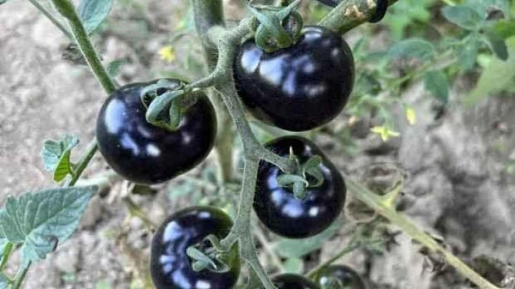 Meksikalı arkadaşı ilham verdi! Siyah domates görenleri şaşkına çeviriyor