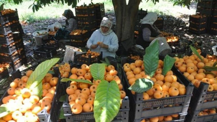 Mersin'de açıkta yenidünya hasadı devam ediyor