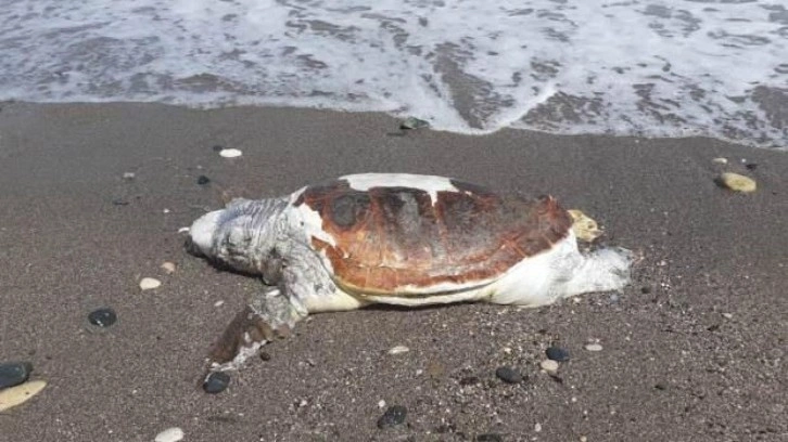 Mersin'de ölü caretta caretta sahile vurdu