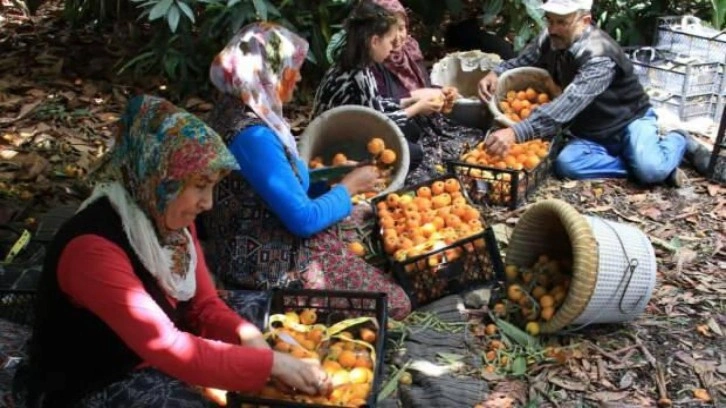 Mersin’in sarı altını yenidünya üreticisini fiyatıyla sevindirdi