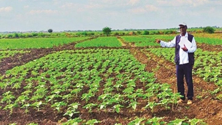 Milli tohum Sudan’da çiçek açtı: Elde edilen ayçiçeği Türkiye’de yağ olacak