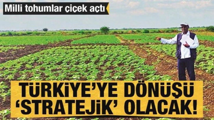 Milli tohum Sudan’da çiçek açtı: Türkiye'ye ayçiçek yağı olarak dönecek