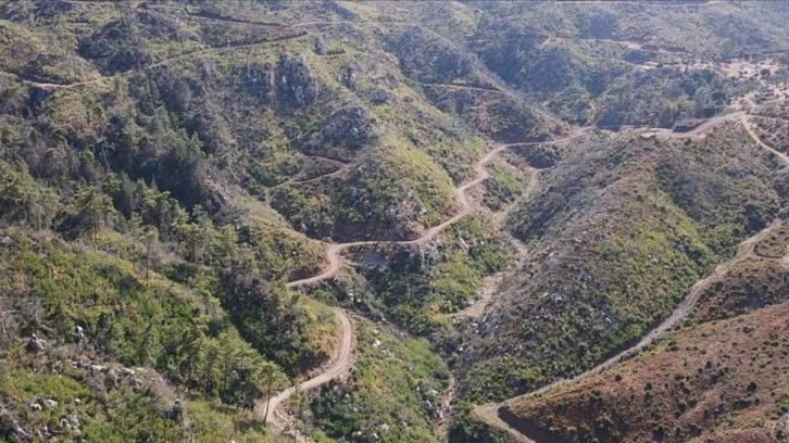 Muğla'da yanan ormanlık alanlar yeniden yeşeriyor