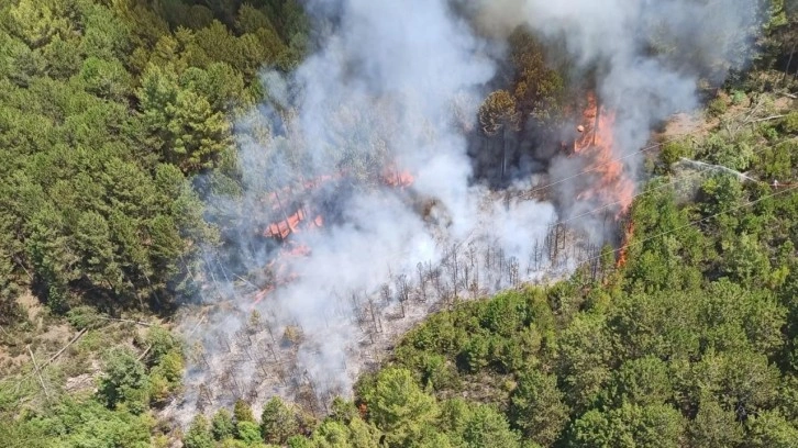 Muğla'da orman yangını çıktı!