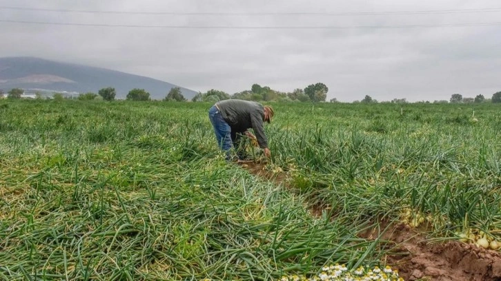 Muhalefeti üzecek haber! Soğanın fiyatı 7 liraya kadar düşecek