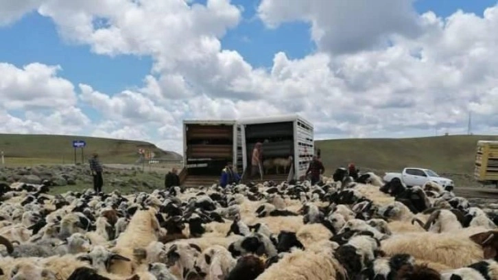 Muhtar öldürülünce, 4 bin 500 küçükbaşa yol göründü