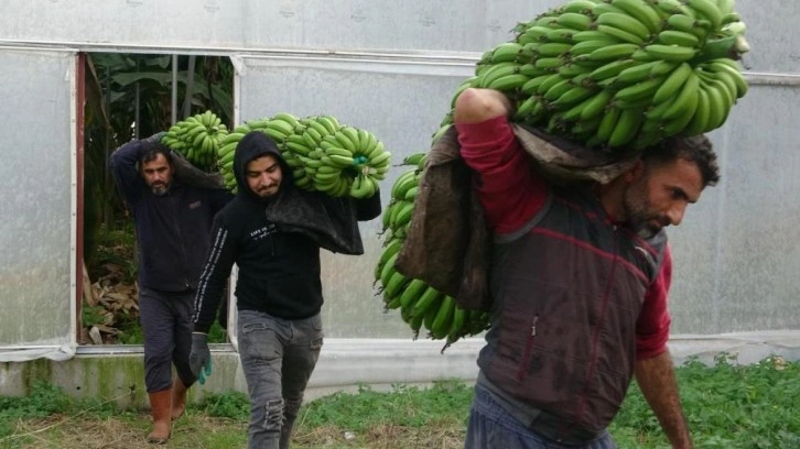 Muzda hasat sezonu başladı, bahçede 16-18 TL