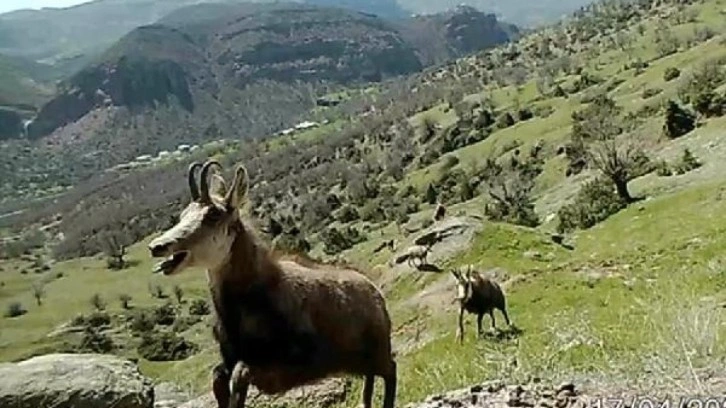 Nadir görülen dağ keçisi 'şamua'ların sayısı iki katına çıktı