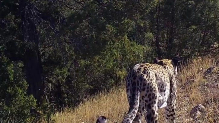 Neslinin tükendiği sanılıyordu! 48 yıl sonra ortaya çıkan Anadolu leoparının yeni görüntüleri