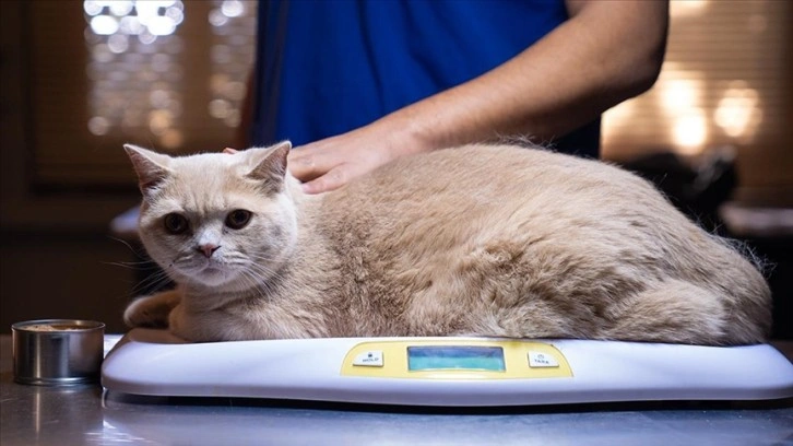 Obez kedi Ekmek, zayıflamak için arkadaşı Şiraz'ın yolunda ilerliyor