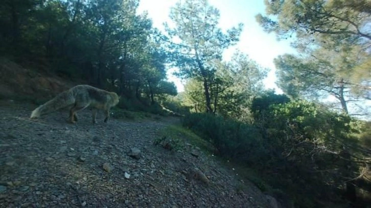 “ÖÇK” bölgesi ilan edilen İzmir-Karaburun'da proje yıl sonunda tamamlanacak