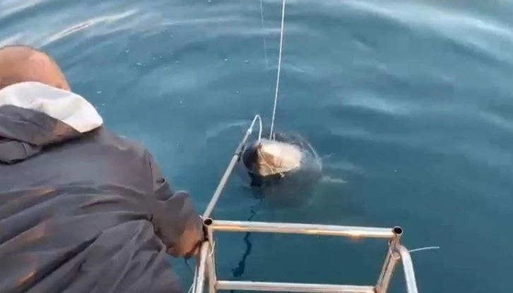 Oltaya takılanı görünce gözlerine inanamadılar! Tekneye almak için 2 saat mücadele ettiler