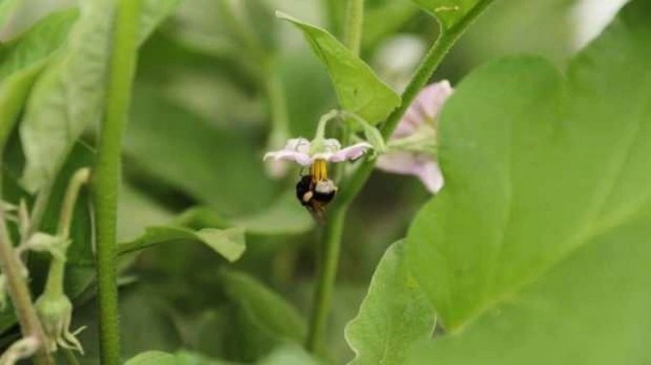 Ordu tarımda verim ve kaliteyi ‘bombus arısı’ ile arttıracak