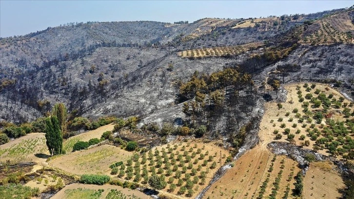 Orman yangınları alan olarak en çok İzmir ve Bolu'yu etkiledi