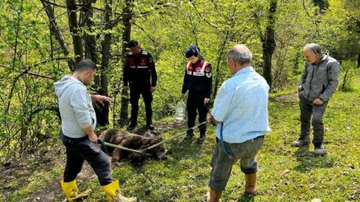 Ormanda belden aşağısı tutmayan yaralı ayı bulundu