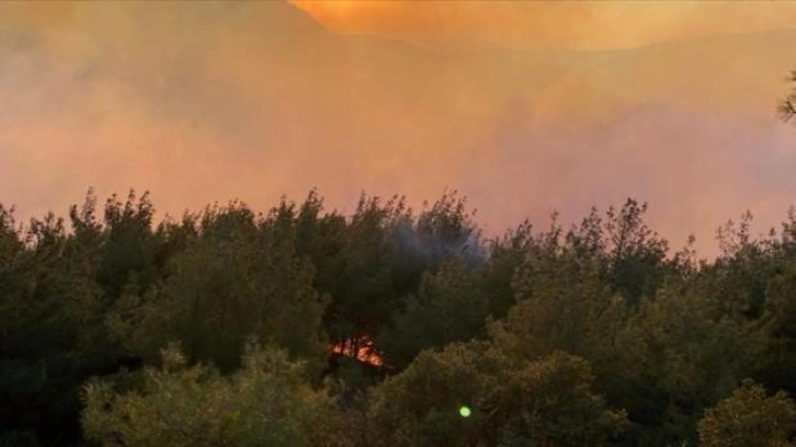 Osmaniye'de orman yangını!