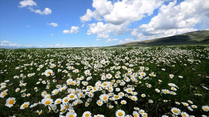 Papatyaların açtığı Sarıkamış'ın doğası fotoğraf tutkunlarını ağırlıyor