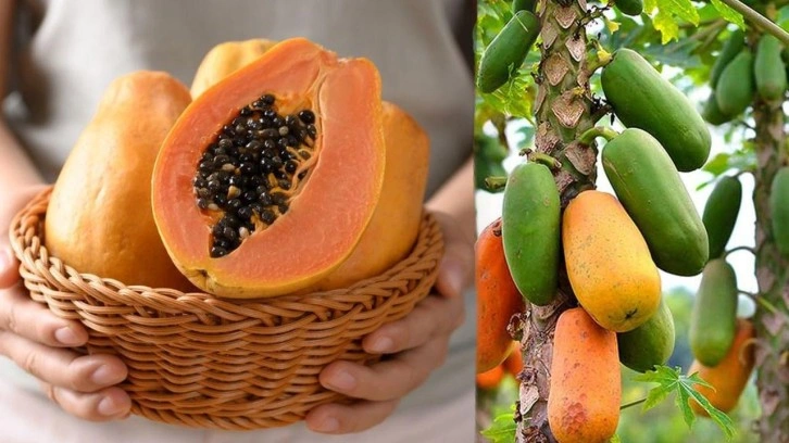 Papaya meyvesi ve çekirdeği faydaları nelerdir? Papaya meyvesi nasıl yenir?