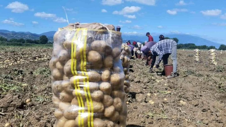 Patates hasadı başladı! Tarla satış fiyatı buysa tüketicinin vay haline