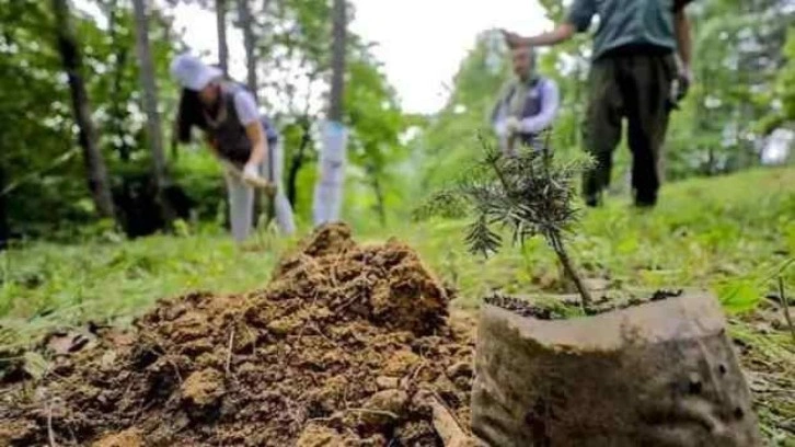 Ruanda, iklim değişikliğiyle mücadele için 36 milyon fidan dikiyor