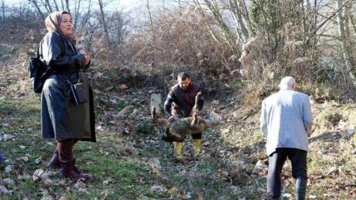 Rüyasında lahit mezar olduğunu gördü, Almanya'dan gelip kazı başlattı