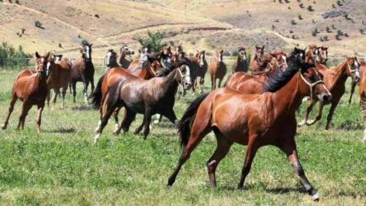 Şampiyon atın yavruları rekor fiyatla alıcı buldu