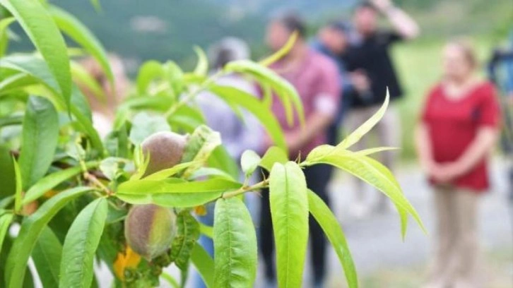 Samsun’da çiftçiler yeniden şeftali üretimine başladı