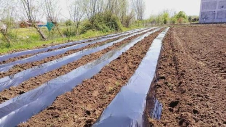 Samsun'da çilek üretimi yaygınlaşıyor