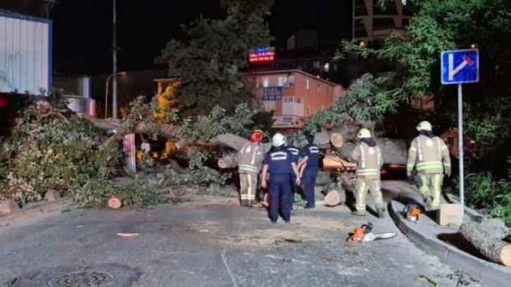 Sancaktepe’de asırlık ağaç yola devrildi