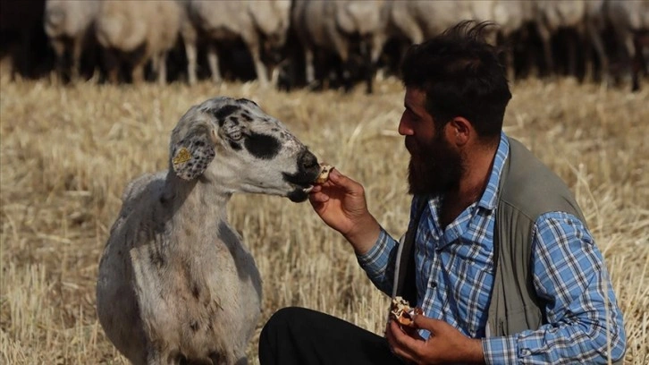 Şanlıurfalı çoban ile kek ve lahmacun yiyen koyunu "Gülçin"in gülümseten dostluğu