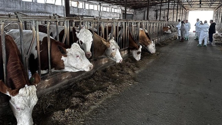 Şap hastalığı nedeniyle hayvan pazarları kapatıldı